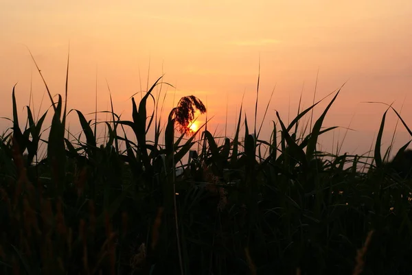 Reeds Sun — Stock Photo, Image