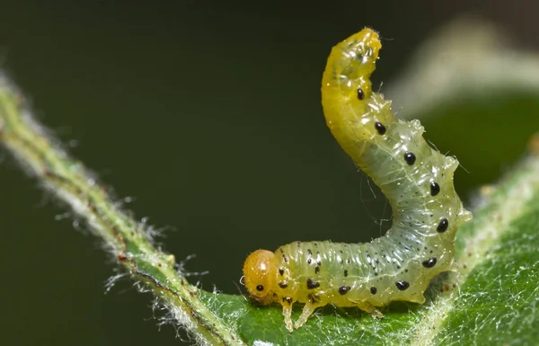 Blattwespenlarven — Stockfoto