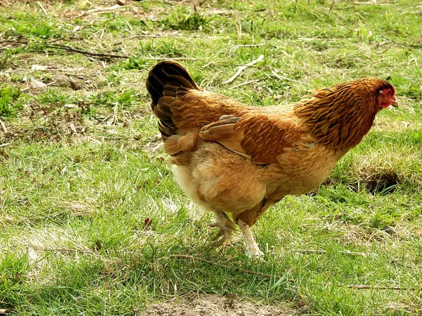 Kyckling Gräset — Stockfoto