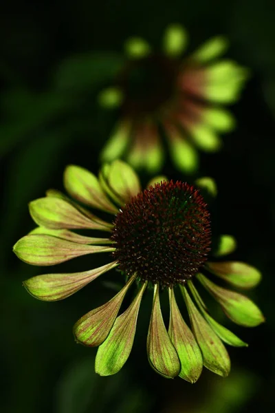 Közel Egy Gyönyörű Virágzó Virághoz — Stock Fotó