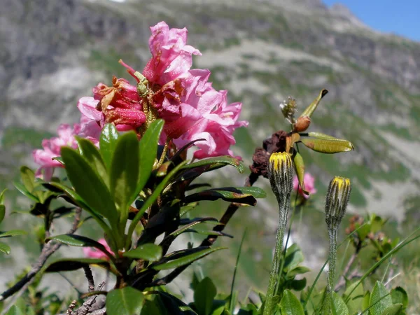 Vista Panoramica Bellissimo Paesaggio Con Catena Montuosa — Foto Stock