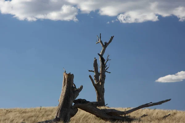 Arbre Mort Dans Désert — Photo