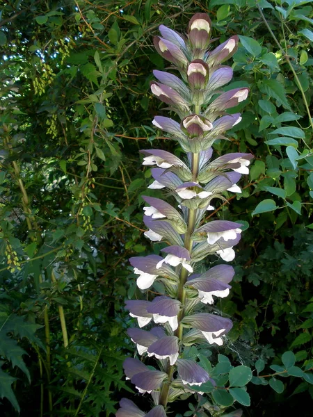 Bel Colpo Botanico Carta Parati Naturale — Foto Stock