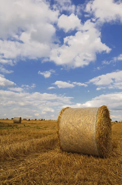 Campo Agrícola Com Fardos Palha — Fotografia de Stock