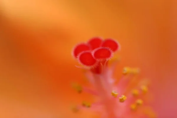 Güzel Renkli Amber Çiçeğinin Manzarası — Stok fotoğraf