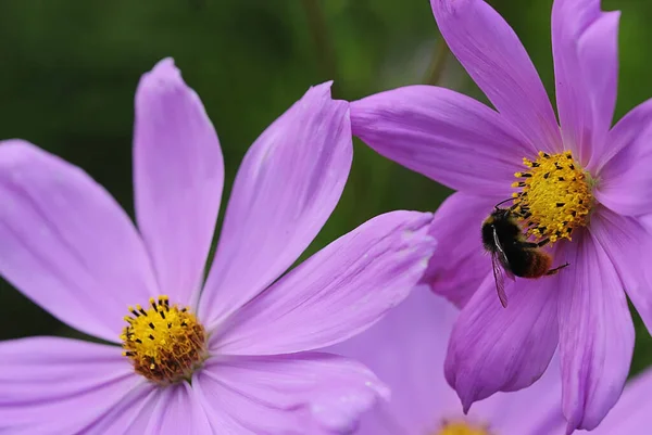 Close Uitzicht Mooie Hommel Insect — Stockfoto