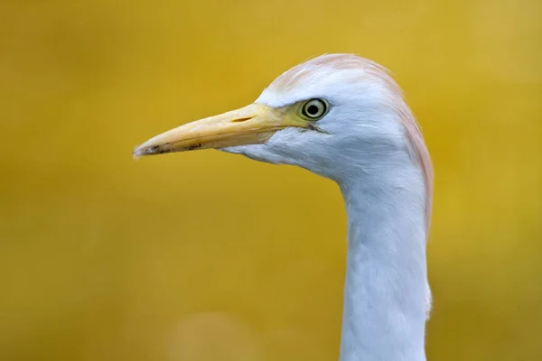 Scenic View Heron Bird Nature — Stock Photo, Image