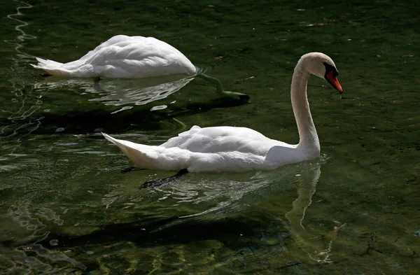 Cisnes Preto Verde — Fotografia de Stock