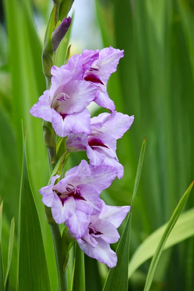 Gladiolus Bloemen Flora Gebladerte — Stockfoto