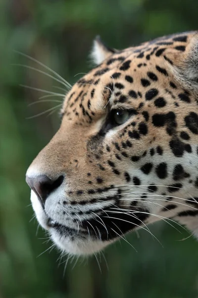 Närbild Leopard Gräset — Stockfoto