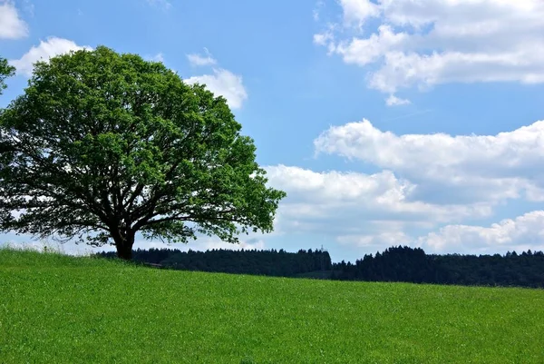 Зеленое Поле Деревьями Голубым Небом — стоковое фото
