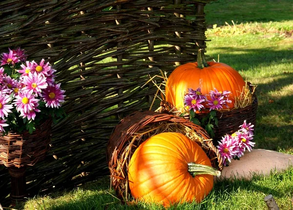 Naturaleza Muerta Otoño Con Calabazas Flores —  Fotos de Stock