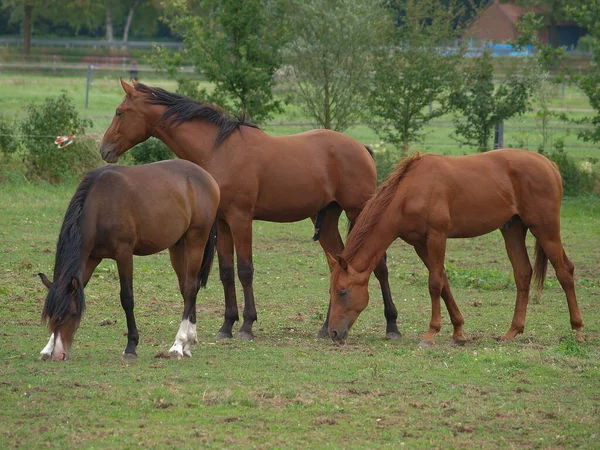 Lovak Nappal Szabadban — Stock Fotó