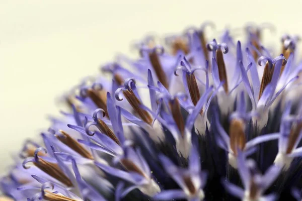 Distel Wild Veld Bloem Flora Natuur — Stockfoto