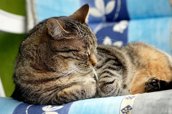 Niedliche Flauschige Kleine Katze — Stockfoto