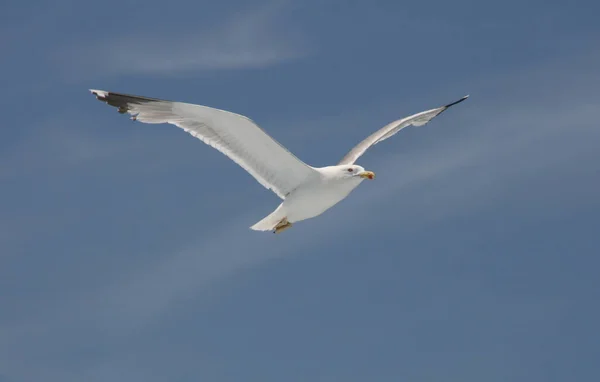 Vacker Utsikt Över Vacker Söt Mås Fågel — Stockfoto