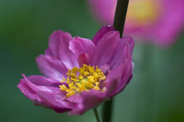 Pink Cosmos Flower Garden — Stock Photo, Image