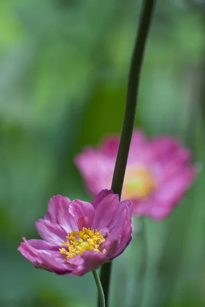 Beautiful Botanical Shot Natural Wallpaper — Stock Photo, Image