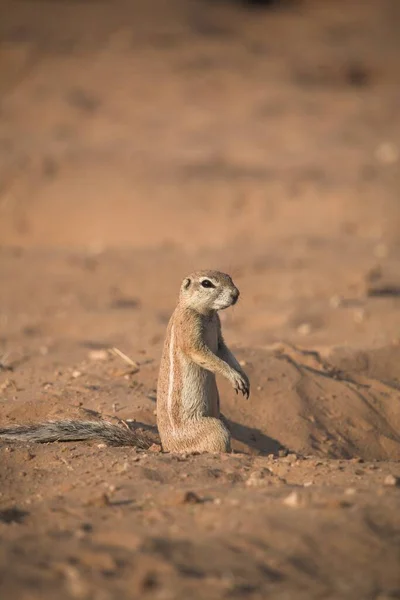 Ομάδα Meerkat Loxodonta Maritimus Που Στέκεται Έδαφος Στη Ναμίμπια — Φωτογραφία Αρχείου