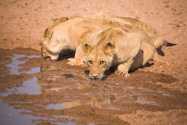 León Animal Peligroso Naturaleza — Foto de Stock