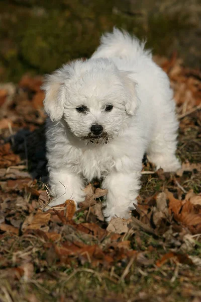 Bichon Filhote Cachorro Friso Explora Meio Ambiente — Fotografia de Stock