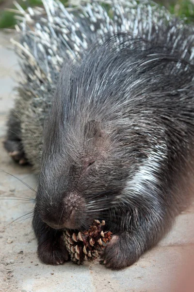 Porcupine Animal Vida Selvagem Fauna Natureza — Fotografia de Stock