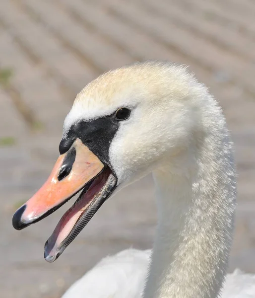 Fauchender Swan 118 964 061 — стокове фото
