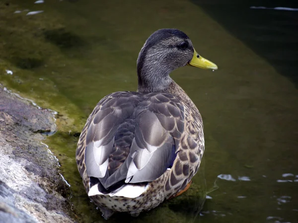 Stock Duck Canal Bank — Stock Photo, Image