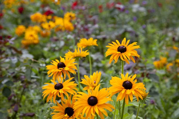 Jardim Natureza Com Flores Agosto — Fotografia de Stock