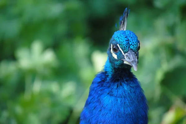 Tavus Kuşu Tavus Kuşu Tüyleri — Stok fotoğraf