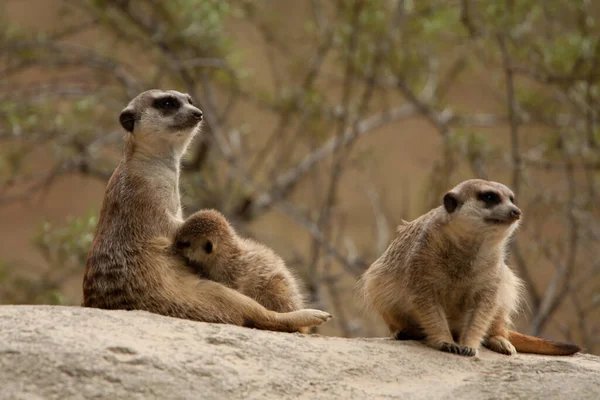 Meerkat Animal Suricado Pequeno Mongoose — Fotografia de Stock