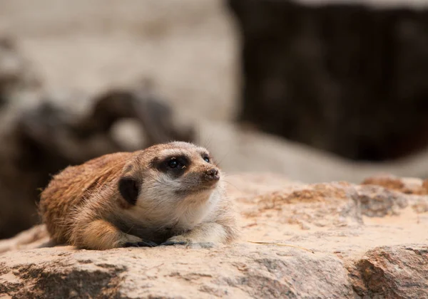 Meerkat Zwierzę Suricate Mały Mangusta — Zdjęcie stockowe