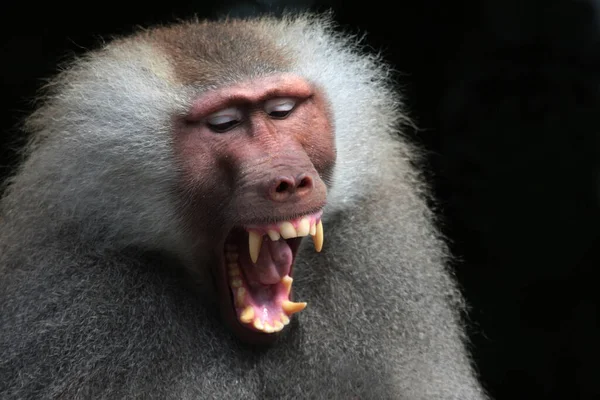 Macaco Natureza — Fotografia de Stock