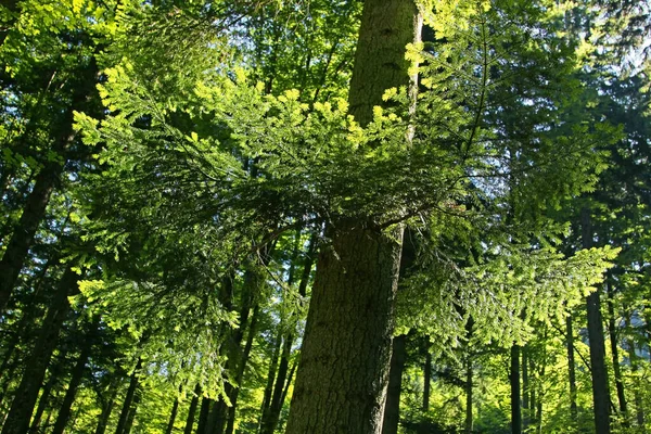 Groene Bomen Het Park — Stockfoto