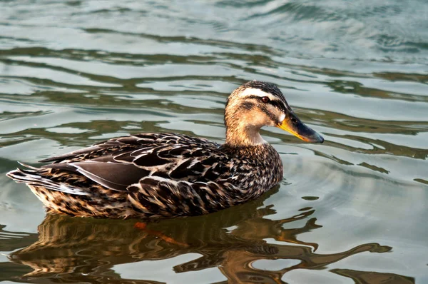 Canard Dans Eau — Photo