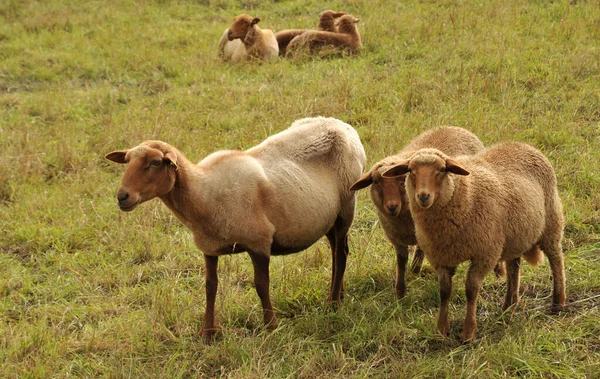 Due Pecore Nel Campo — Foto Stock