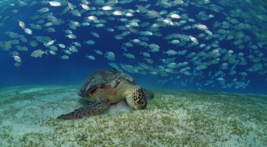 green sea turtle eats seaweed in front of a swarm of jackfish clipart