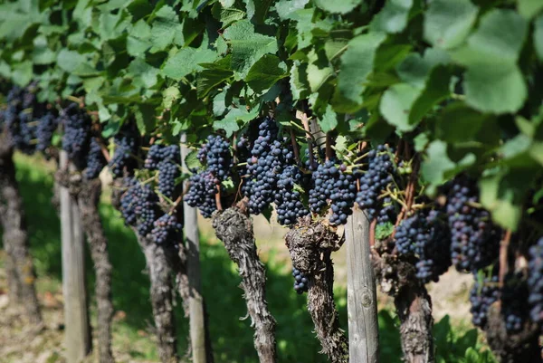 Manojos Uvas Vid — Foto de Stock