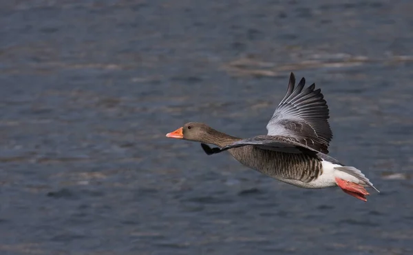 Scenic View Grey Goose Wild Nature — Stock Photo, Image