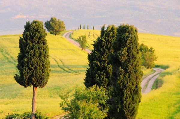 Paysage Rural Avec Champ Vert Arbres — Photo