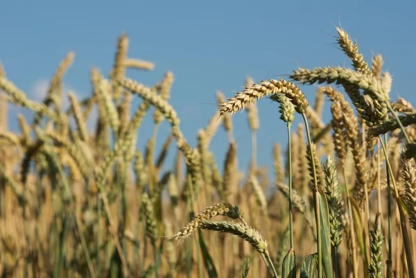 Weizenfeld Landwirtschaftliche Flächen — Stockfoto