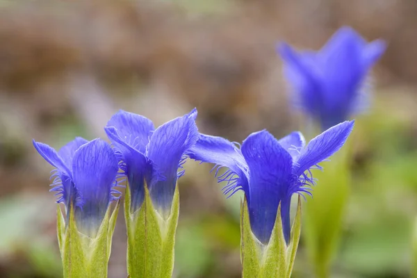 Mavi Süsen Çiçeği Tarlada — Stok fotoğraf