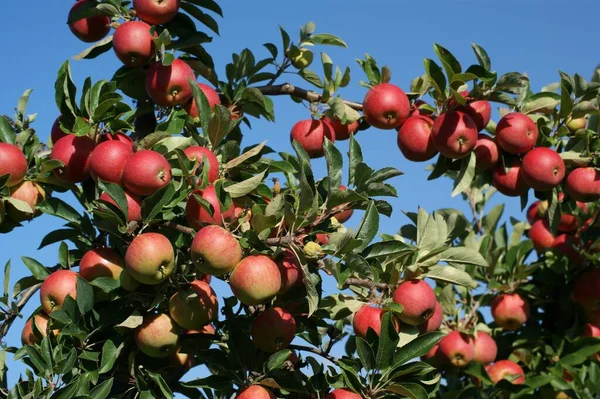 Elma Hasadı Meyve Hasatı — Stok fotoğraf
