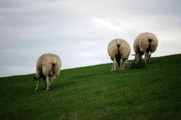 Bloques Ovejas Graze Dique Cerca Brockdorf Schleswg Holstein —  Fotos de Stock