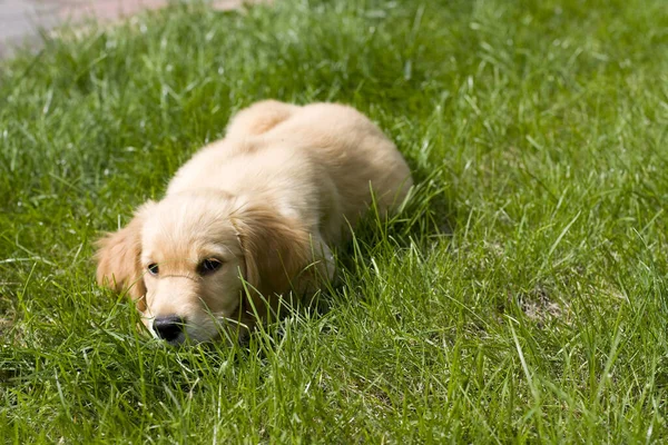 Hund Liggande Gräset — Stockfoto