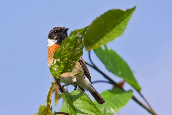 Natuurreservaat Een Beschermd Gebied Van Belang Voor Flora Fauna — Stockfoto