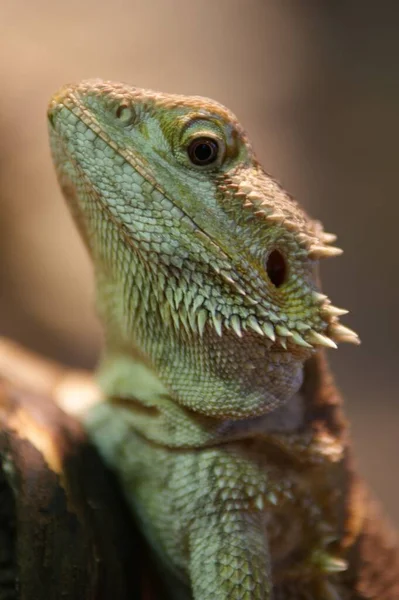 Yeşil Bir Iguanaya Yaklaş — Stok fotoğraf