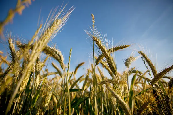 Wheat Field Countryside Agriculture Farmland — Stock Photo, Image