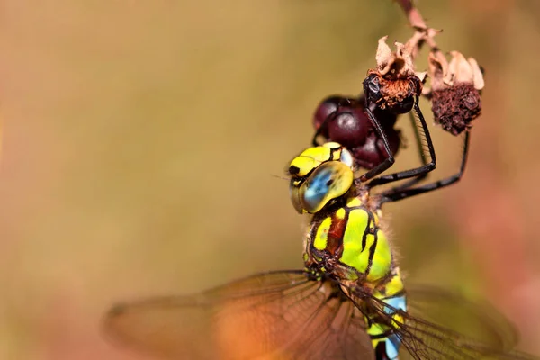 Close Bug Natureza Selvagem — Fotografia de Stock