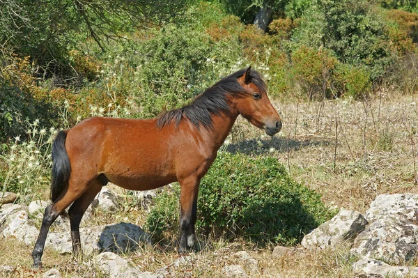 Cavallo Selvatico Cavallini Della Giara — Foto Stock